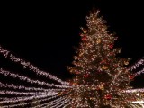 Tannenbaum | Sabine Nüsch / pixelio.de