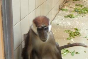 Fingerspiel in englisch