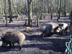 Tiere im Wald