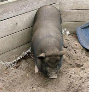 Tischspruch Kindergarten