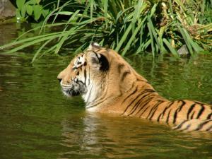 Familie Meyer geht in den Zoo - Tierbewegungen spielen