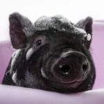 Tiere