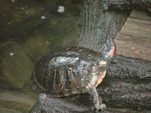 Schildkröten Bewegungsspiel