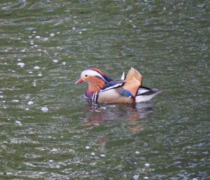 Fantasiegeschichte über eine Ente