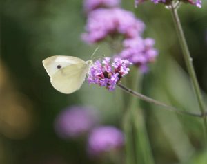 Traumreise Schmetterling