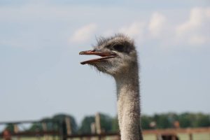 Bewegungsspiele Vogel Strauß