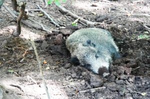 Fingerspiel Wildschwein