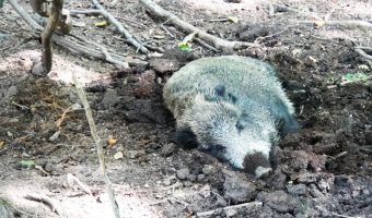 Fingerspiel Wildschwein